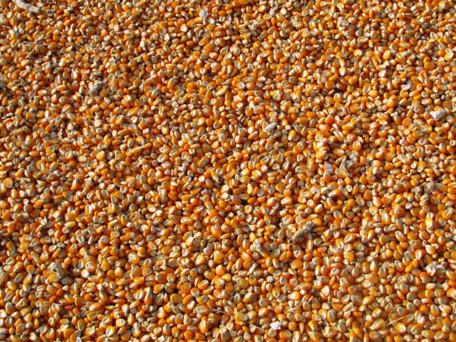 photo of thousands of golden corn kernels